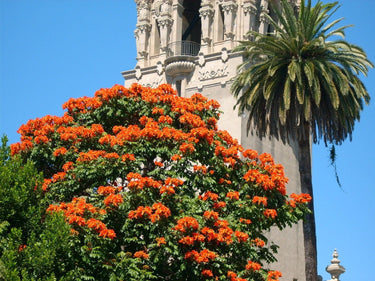 15 Red AFRICAN TULIP TREE (Fire Tree / Flame of the Forest / Fountain Tree) Spathodea Campanulata Seeds